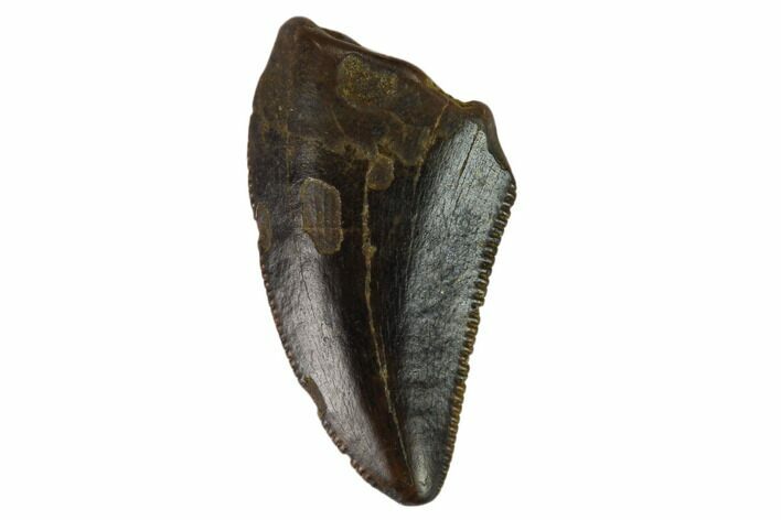 Theropod (Raptor) Tooth - Judith River Formation #133588
